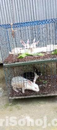 খরগোশ ( Rabbit )